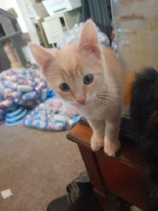 little kittens to find loving new homes