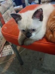 little kittens to find loving new homes - Photo 2