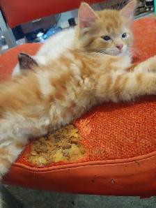 little kittens to find loving new homes - Photo 3