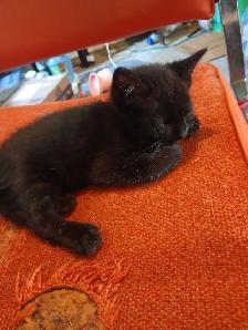 little kittens to find loving new homes - Photo 4