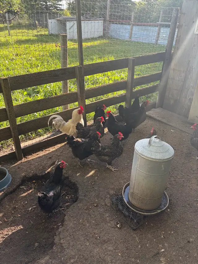 11 year old bym laying hens