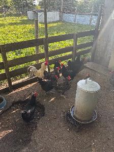 11 year old bym laying hens