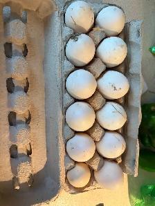 duck/ quail eggs - Photo 2