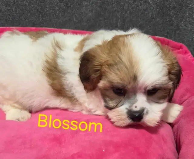 shi-poo puppies