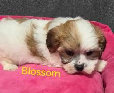 shi-poo puppies