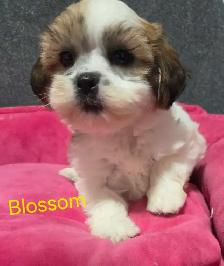 shi-poo puppies - Photo 2