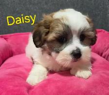 shi-poo puppies - Photo 3