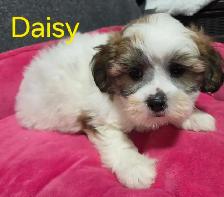 shi-poo puppies - Photo 4