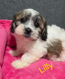 shi-poo puppies - Photo 5