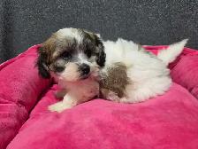shi-poo puppies - Photo 6