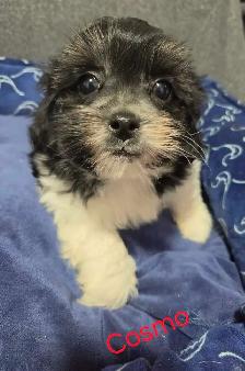 shi-poo puppies - Photo 7