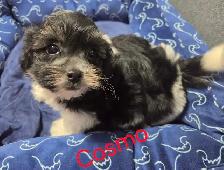 shi-poo puppies - Photo 8