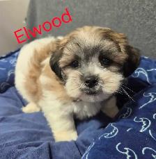shi-poo puppies - Photo 9