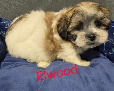 shi-poo puppies - Photo 10