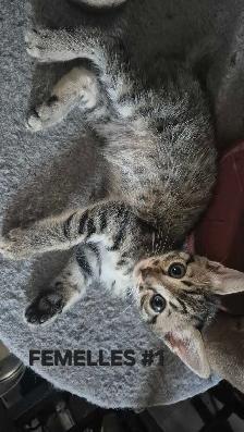 CHATONS SAVANAH HIGHLANDER DISPONIBLE 514-501-9810