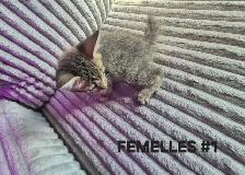 CHATONS SAVANAH HIGHLANDER DISPONIBLE 514-501-9810 - Photo 4