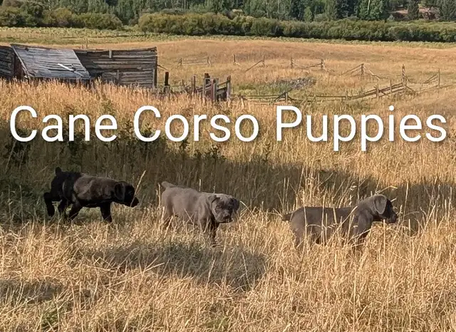 Pure Cane Corso's Amazing Temperaments