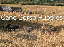 Pure Cane Corso's Amazing Temperaments