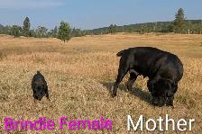 Pure Cane Corso's Amazing Temperaments - Photo 2