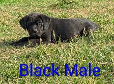 Pure Cane Corso's Amazing Temperaments - Photo 3