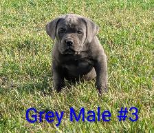 Pure Cane Corso's Amazing Temperaments - Photo 4