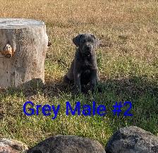 Pure Cane Corso's Amazing Temperaments - Photo 5