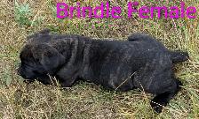 Pure Cane Corso's Amazing Temperaments - Photo 6