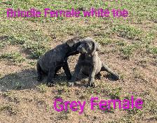 Pure Cane Corso's Amazing Temperaments - Photo 7