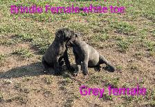 Pure Cane Corso's Amazing Temperaments - Photo 8