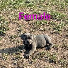 Pure Cane Corso's Amazing Temperaments - Photo 9