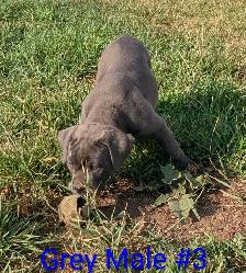 Pure Cane Corso's Amazing Temperaments - Photo 10