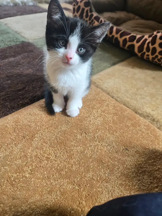 Richmond Hill, 8 weeks kittens for rehoming, $300 each