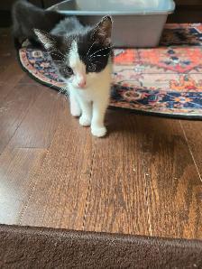 Richmond Hill, 8 weeks kittens for rehoming, $300 each - Photo 2