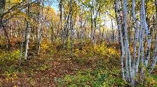 Vacant Land for Sale Val Caron (2.6 Acres) - Photo 2