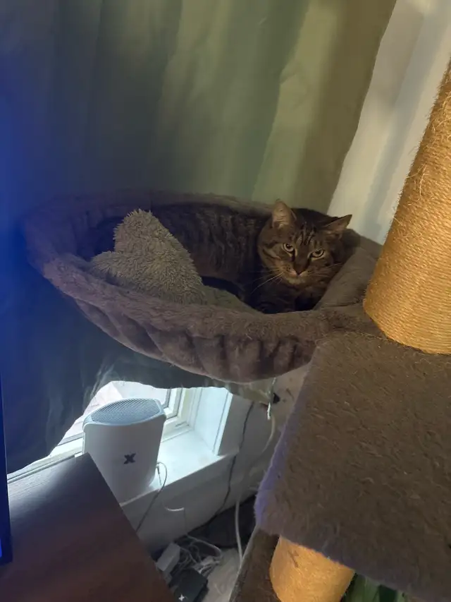 Urgent Foster care and rehoming for our 10 cats ASAP