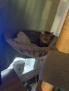 Urgent Foster care and rehoming for our 10 cats ASAP