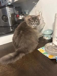 Urgent Foster care and rehoming for our 10 cats ASAP - Photo 2