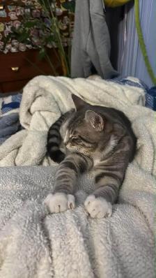 Urgent Foster care and rehoming for our 10 cats ASAP - Photo 8