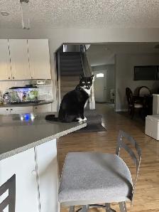 Cute male cat for rehoming