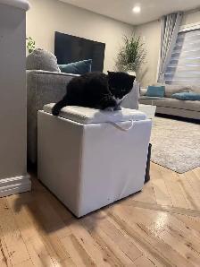 Cute male cat for rehoming - Photo 2