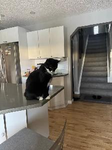 Cute male cat for rehoming - Photo 3
