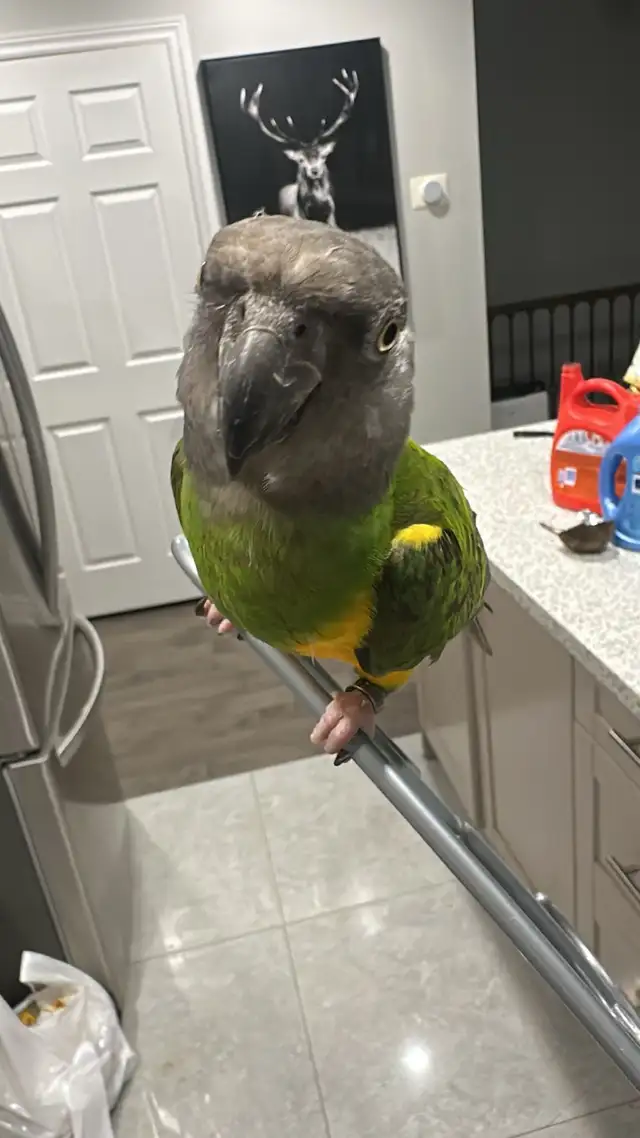 birds rehome