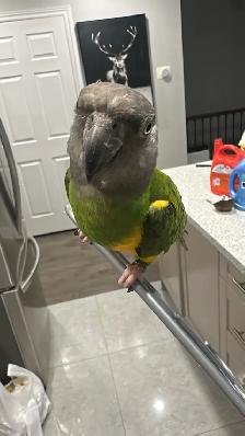 birds rehome