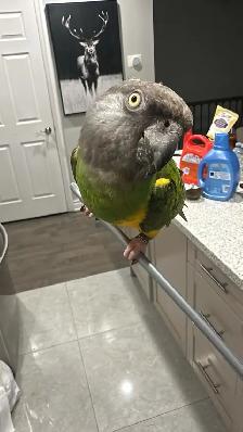 birds rehome - Photo 2