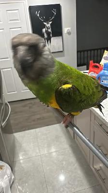 birds rehome - Photo 3