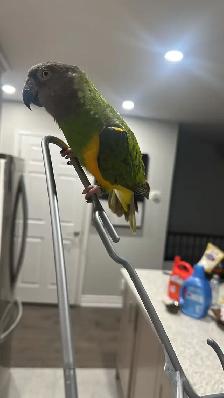 birds rehome - Photo 4