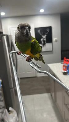 birds rehome - Photo 5