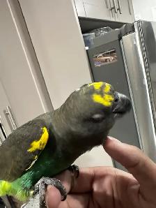 birds rehome - Photo 6