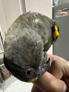 birds rehome - Photo 7
