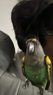 birds rehome - Photo 8